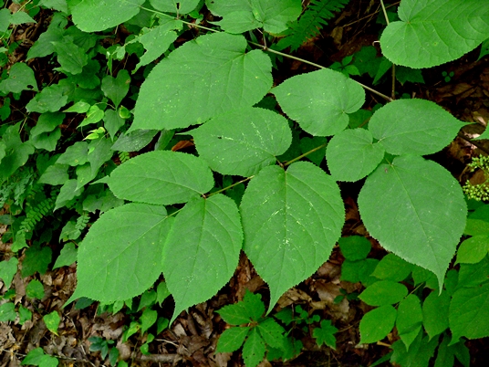 {Aralia racemosa}